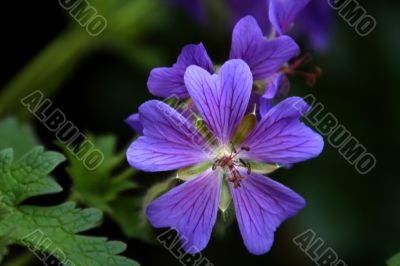 Geranium