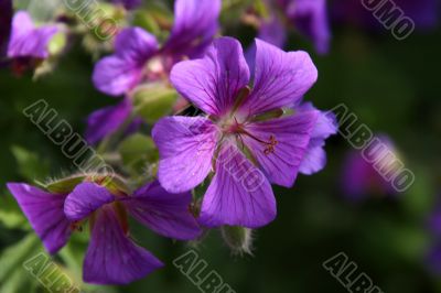 Geranium