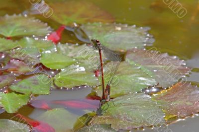 Red Damselfly (Vagrant Darter, Sympetrum vulgatum) Red Damselfly (Vagrant Darter, Sympetrum vulgatum)