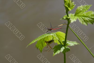 Vagrant Darter (Sympetrum vulgatum) and European garden spider Vagrant Darter (Sympetrum vulgatum) and European garden spider