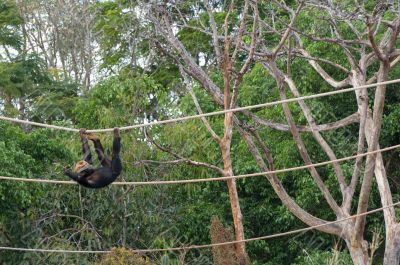 Funny Little Monkey Funny Little Monkey