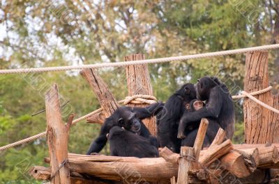 Chimpanzee Family