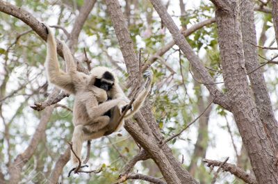 Gibbon Holding Her Son