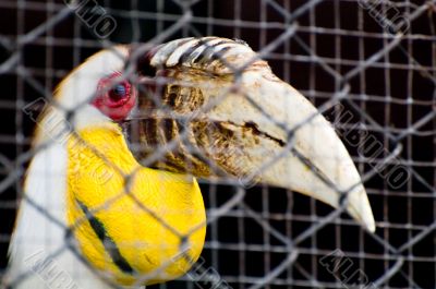 Hornbill in a cage
