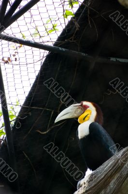 Hornbill On the Tree Hornbill On the Tree