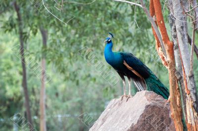 Peacock