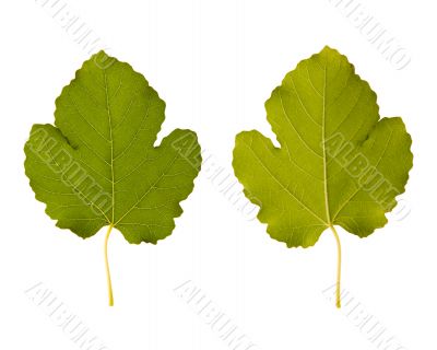 fig. one leaf - two sides