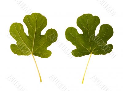 fig. one leaf - two sides