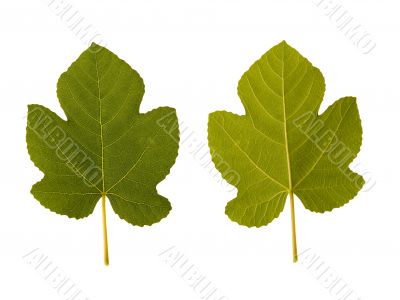fig. one leaf - two sides