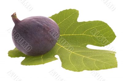 fresh figs