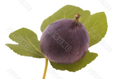 figs on the leaf