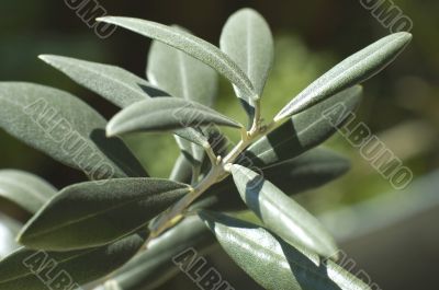 olive branch