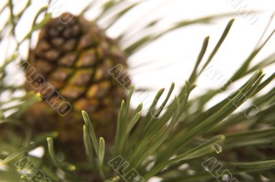 evergreen branch with cone