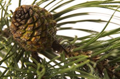 evergreen branch with cone