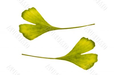 ginkgo biloba. one leaf - two sides