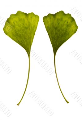 ginkgo biloba. one leaf - two sides