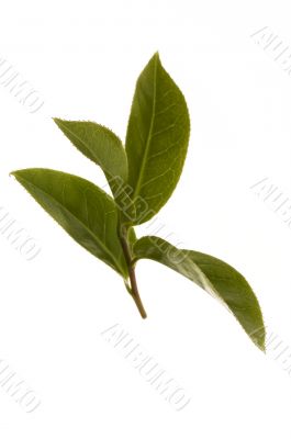 fresh tea leaves