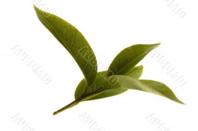 fresh tea leaves