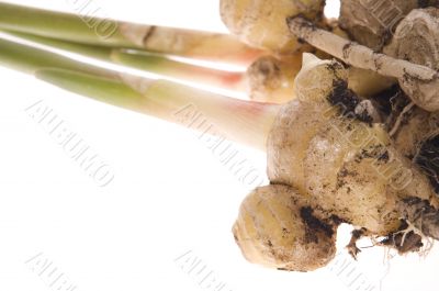 fresh ginger root. plant