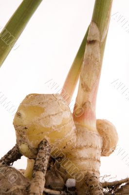 fresh ginger root. plant