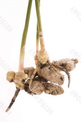fresh ginger root. plant
