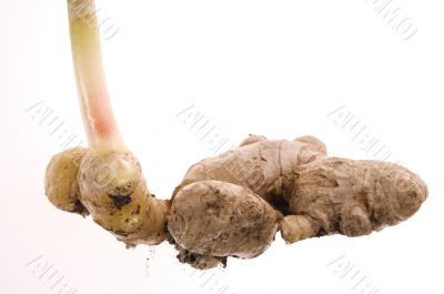 fresh ginger root. plant