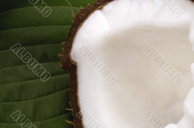 open coconut and green leaf. exotic