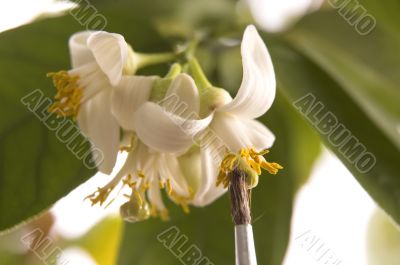 lemon tree. pollen - in vitro :)