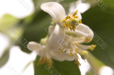 blossoming lemon tree