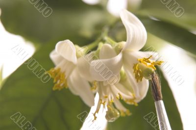 lemon tree. pollen - in vitro :)