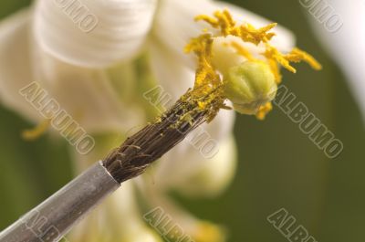 lemon tree. pollen - in vitro :)