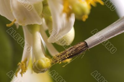 lemon tree. pollen - in vitro :)