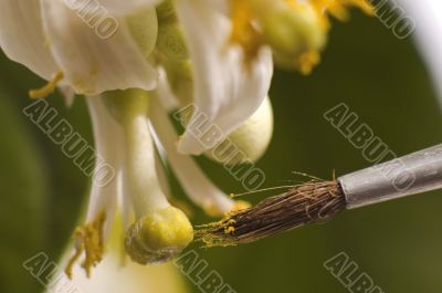 lemon tree. pollen - in vitro :)