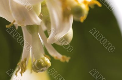 blossoming lemon tree