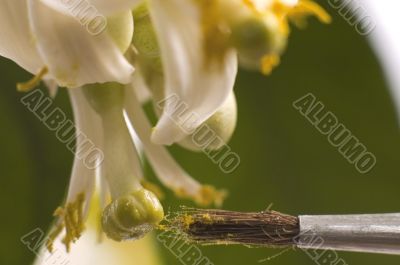 lemon tree. pollen - in vitro :)