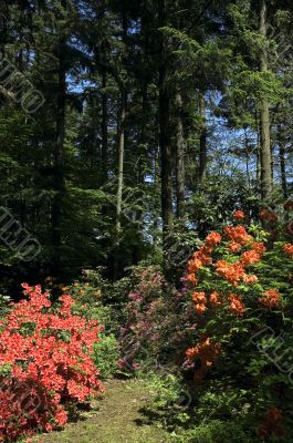 summer scenic. forest and flowers