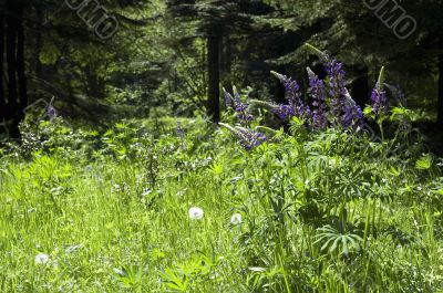 summer scenic. forest and flowers