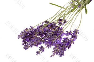 lavender bath