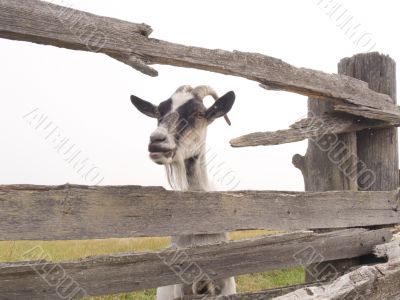 Goat behind a fence