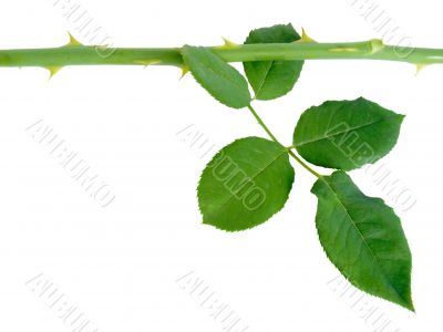 Stalk of a rose with prickles Stalk of a rose with prickles