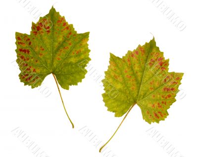 wine. one leaf - two sides