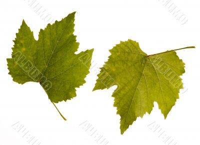 wine. one leaf - two sides