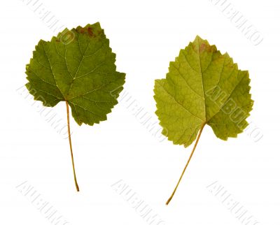 wine. one leaf - two sides