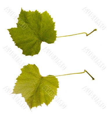 wine. one leaf - two sides