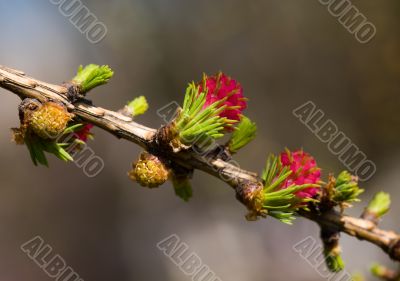 Spring larch