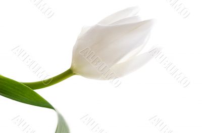 Fragile tulip