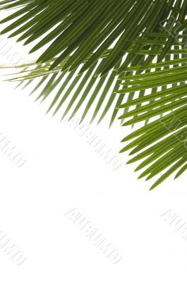 palm leaves
