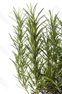 rosemary