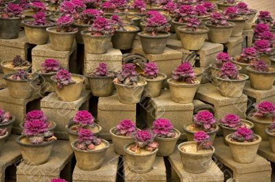 purple plants