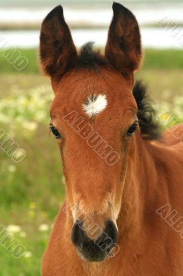 portrait of a young horse with beautiful eyes